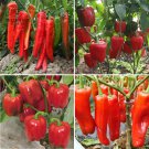 Heirloom Red Sharp Sweet Bell Long 20+Seeds Organic High