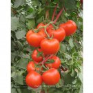 Heirloom Chinese Red Truss Middle-sized Sweet Juicy durability 20+ Storage
