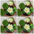 Heirloom Bonsai White Nelumbo Nucifera Lotus Professional 1 / E-Z