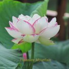 1 Professional / 'Shalina' White Lotus Water Lily Aquatic DIY Pack
