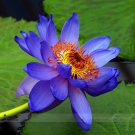 1 Professional / Red Blue Lotus Nelumbo Nucifera Pond Fresh Pack, seed ...