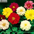 Mixed 9 Colors Dwarf Dahlia 30+ Red Yellow Pink Dark Seeds Orange