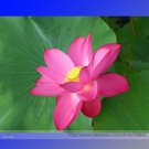 Heirloom Red Lotus (Nelumbo Nucifera) Professional 1 / Very 'Hong Guniang' Se...