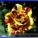 Heirloom Yellow Red Rose Shrub Professional 20 / Gannan Seeds,