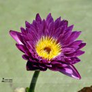 1 Professional / Dark Purple Water Lily Nymphaea Corolata Aquatic Pack