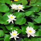1 Professional / Mini Purely White Bonsai Lotus Pack, seed Seeds