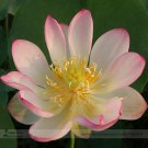 Heirloom Yellow Pink Nelumbo Nucifera Lotus Sun' Professional Beautiful Large...