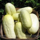 Miniature Sweet White Cucumber Cucumis Sativus Professional 10 / Rare Tasty S...