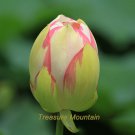 1 Professional / White Nelumbo Nucifera Lotus w/ Red Hybrid Pond Pack, seeds ...