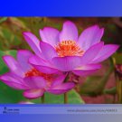 New Variety Sunset Red Nelumbo Nucifera Lotus Professional 1 / Very Beautiful...