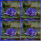 Rare Heirloom Blue Water Lily Professional 1 / Beautiful Nymph Summer Seeds, ...