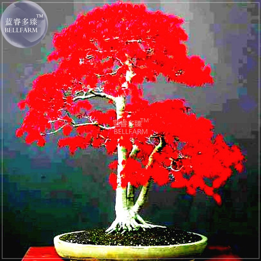 Japanese Red Maple Bonsai Tree Cheap Professional 20 / Very Beautifu...