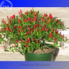 Heirloom Thai Sun Hot Capsicum annuum Ornamental Professional 100 Mini Seeds,...
