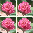 Rare Heirloom Pink Multi-pedaled Nelumbo Nucifera Pond Lotus Professional 1 /...