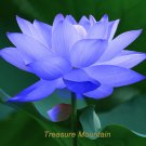 1 Professional / Blue Nelumbo Nucifera China Beautiful Lotus Pad Pond Pack, s...