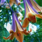 Lilium Brownii Heirloom Lily Perennial 100 professional cut Seeds, s...