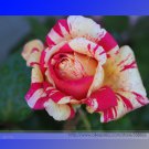 Rare 'Fireball' Rose Shrub Perennial Professional 20 / Garden Seeds, Pack, Se...