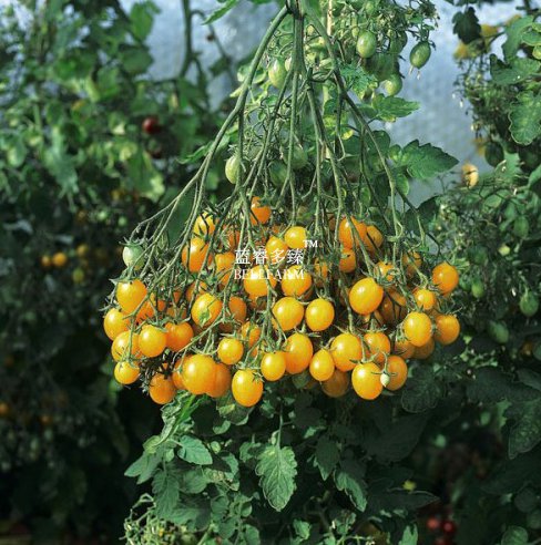 Cherry 'Yellow Fruit Grape' Seeds