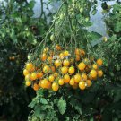Cherry 'Yellow Fruit Grape' Seeds
