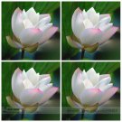 Heirloom White Nelumbo Nucifera w/ Red Top Lotus Professional 1 / Seeds, Pack...