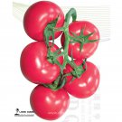 Heirloom 'Summer Pink' Truss Hybrid with stability 20 Big storage High-yieldi...