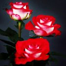 Popular 'Music Star' Rose Bush Bonsai Cut White Red Colors Blooms Fr...