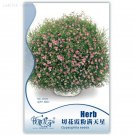 Heirloom Pink Baby's-breath Cut 60 bonsai Gypsophila Original Pack, Seeds, fr...