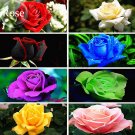 Rare 8 Types of Colorful Valentine's Romantic Rose 50 Seeds, garden