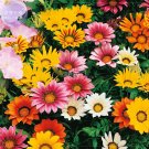 Mixed 9 Types of Treasure 30 professional blooms home Gazania Seeds,...