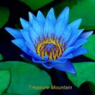 1 Professional / Dark Blue Nymphaea Caerulea China Water Lily Pad Pond Pack, ...