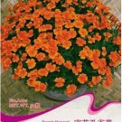 1 50 / Bonsai French Patula Annual Original Pack, seeds Marigold Tagete...
