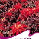 1 50 / TRICOLOR AMARANTHUS PERFECTA Summer Poinsettia Amaranth Original Pack,...