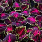 Red Coleus Professional 20 mosquito repellent Kong Giant Seeds, Pack, ...