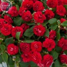 Impatiens Balsamina Red Balsam Garden Seeds