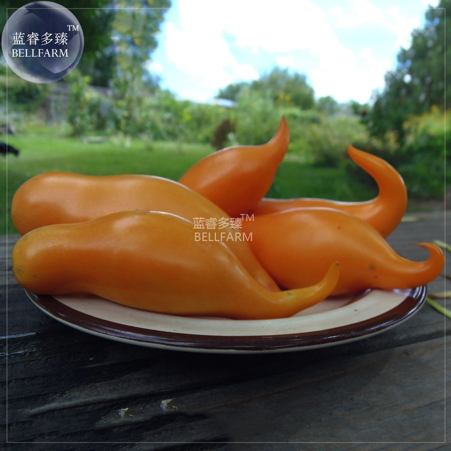 Buratinorjs Uniquely Shaped Fruit Light Orange Seeds