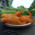 Buratinorjs Uniquely Shaped Fruit Light Orange Seeds