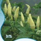Heirloom Wild White Hot Tabasco 60 / Edible Ornamental Organic Seeds, Origina...