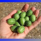 Heirloom Mouse Melon Sandiita Cucamelon Melothria Scabra Tasty Juicy...