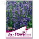 Beautiful Dracocephalum Moldavica 20 easy to mountain can pot Seeds, g...