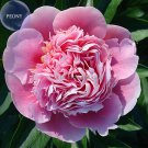 Heirloom 'Tou Pink Peony Shrub, 5 with petals guan' Seeds, globular big single