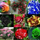 Rare Mixed 12 Types Heirloom Rose Shrub 50 beautiful Seeds, garden