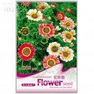 Chrysanthemum 30 pyrenthrum painted daisy carinatum Garland Seeds, Original P...