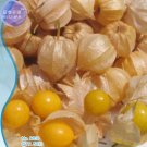 Fresh Perennial Physalis Cape Chinese Lantern, 50 edible Gooseberry Seeds See...