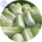 Chinese Heirloom 100 delicious nutritious brassica pekinensis Cabbag...