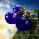 Heirloom 'Zj' Purple Truss Hybrid Professional 100 / Tasty Sweet Fruit Rare S...