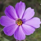 20 Heirloom Purple Cosmos Big Blooming Seeds
