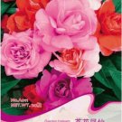 1 20 / Mix Balsam Impatiens Balsamina Original Pack, seeds Garden