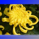 Yellow Chrysanthemum Perennial Bonsai Professional 50 / Seeds, Pack, Seeds Pack