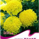 1 30 / African Crackerjack Yellow Original Pack, Seeds Marigold