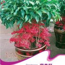 1 10 / Coral Berry Ardisia Crenata Sub Tropical or Indoor No Frost Original P...